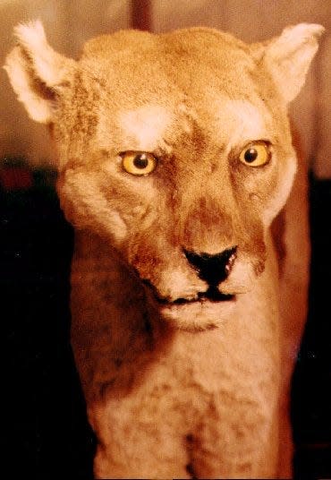 This is a stuffed cougar, also called a panther, at the Vermont Historical Society in Montpelier, Vt. in this March. 1990 file photo. New Hampshire Fish and Game officials are examining a video shot by a Lincoln, N.H. woman on Christmas Eve that she thinks shows a wild cougar. (AP Photo/Toby Talbot, File)