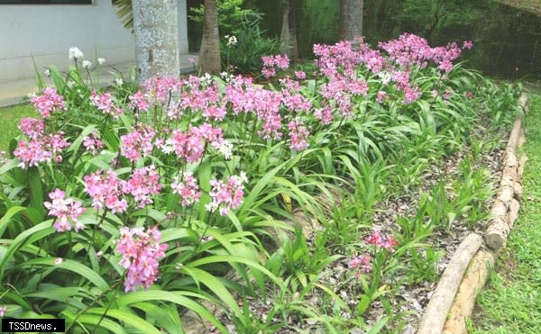 中興大學新化林場學生實習館前粉紅爆花讓遊客驚艷，臺南農改場與新化林場完成粉苞舌蘭品種授權簽約，正式上市開賣。（記者李嘉祥攝）