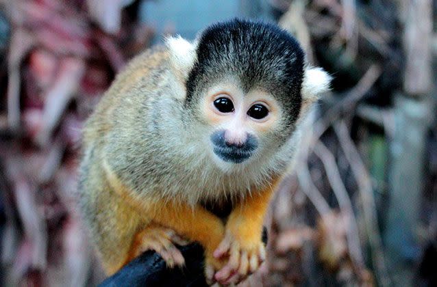 Source: Wellington Zoo staff say the animals would have fought back and bitten the intruder. Source: Wellington Zoo