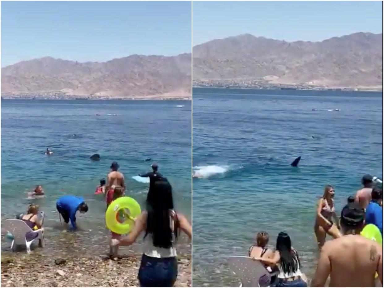 Shark Israel beach