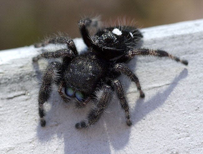 Jumping Spiders are a large and diverse group of spiders that can be observed throughout the United States and Mexico.