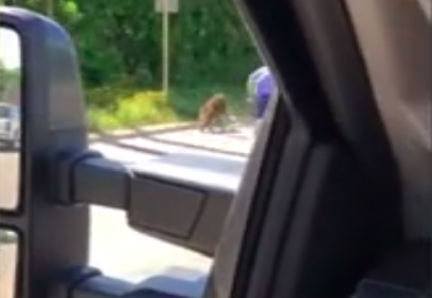 <em>Footage shows the baboons running along the road after their escape (Grab)</em>