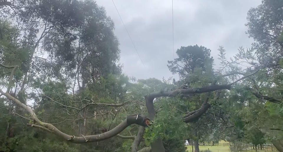 Pruned tree.