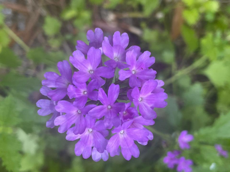 Beach verbena provides food for birds and nectar for butterflies.