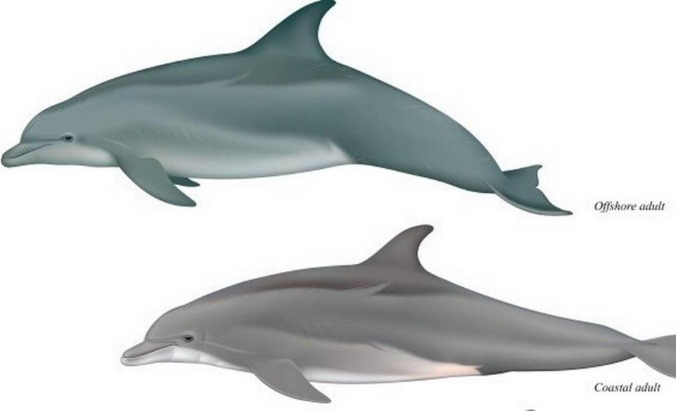 A drawing of the offshore bottlenose dolphin (top) and the new coastal species (bottom). From Lowcountry Marine Mammal Network on Facebook.