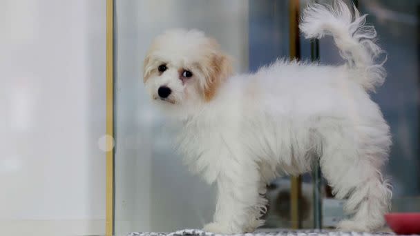 PHOTO: A puppy is on display at a pet shop on July 24, 2022 in New York. (View Press/Corbis via Getty Images)