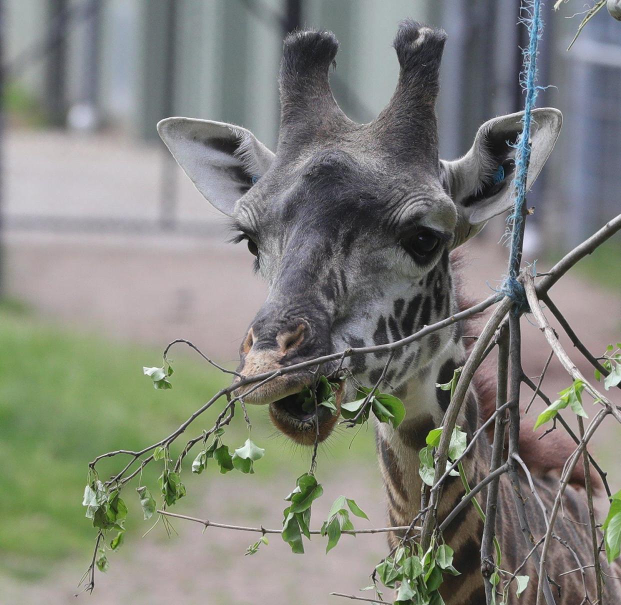 A giraffe munches on a tree branch during a drive-thru tour of the Cleveland Zoo on Thursday, May 21, 2020, Cleveland, Ohio. [Phil Masturzo/ Beacon Journal]