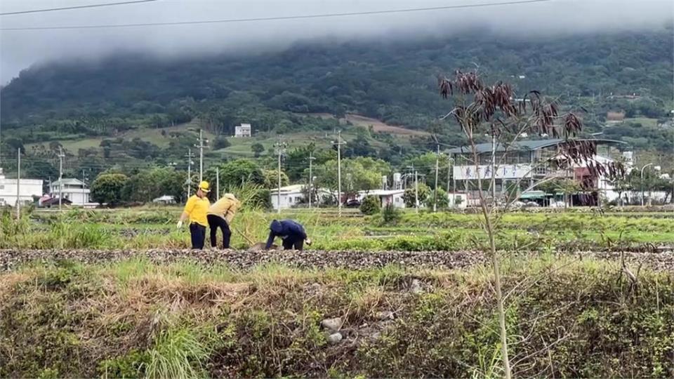 台鐵兩天兩次撞到牛！　衍生運安危機？都沒牛耳釘難追查飼主