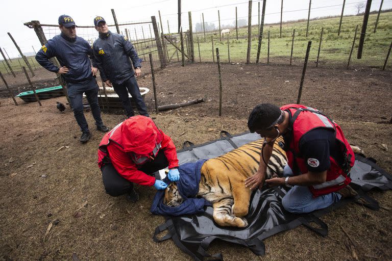 Los tigres iban a ser destinados a cotos de caza