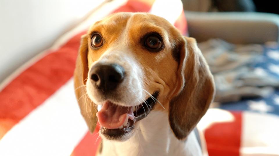 4. Beagle