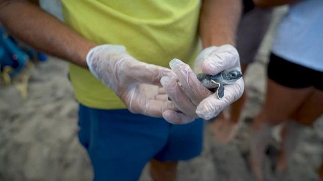 Devastating': Australian scientists race to save endangered wild