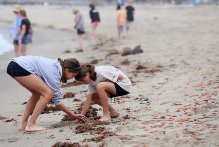 Beach goers inspect some of the thousands of red tuna crabs washed ashore in Dana Point, California June 17, 2015. REUTERS/Sandy Huffaker