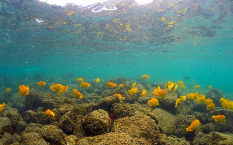 In this Sept. 12, 2019 photo, fish swim near bleaching coral in Kahala'u Bay in Kailua-Kona, Hawaii. Just four years after a major marine heat wave killed nearly half of this coastline’s coral, federal researchers are predicting another round of hot water will cause some of the worst coral bleaching the region has ever seen. (AP Photo/Caleb Jones)