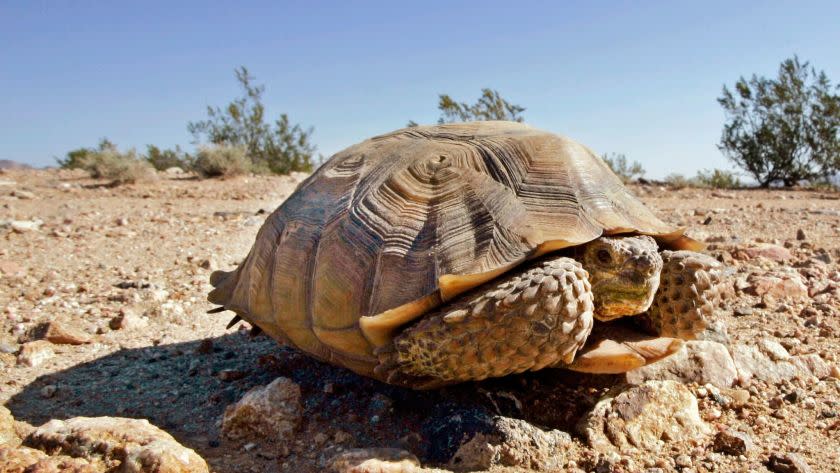 FILE - In this Sept. 3, 2008, file photo, an endangered desert tortoise, sits in the middle of a road at the proposed location of three BrightSource Energy solar-energy generation complexes in the eastern Mojave Desert near Ivanpah, Calif. Federal authorities have approved a plan to move nearly 1,500 desert tortoises from a Southern California Marine base. The removal could begin at the end of March or in April 2017, after the reptiles emerge from their underground winter hibernation. (AP Photo/Reed Saxon, File)