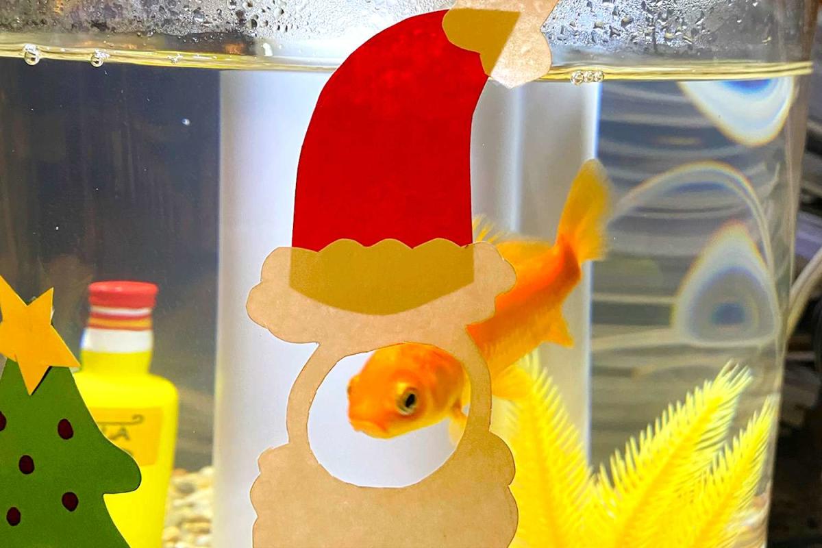 Mom Creates Funny 'Costumes' for Daughter's Pet Fish That You Have to See  to Believe