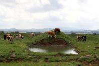 FILE PHOTO: Cows graze in a grassy area near Mas'ada in the Israeli-occupied Golan Heights