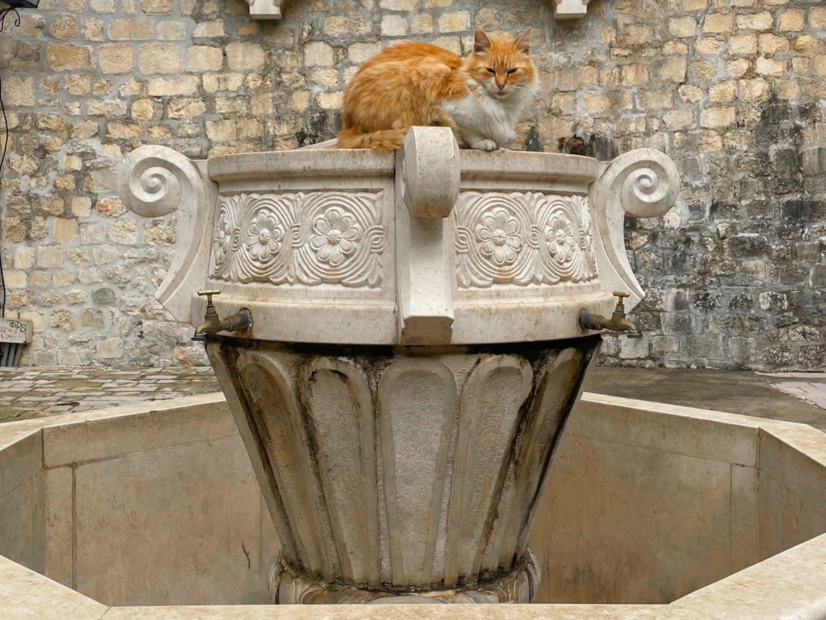 Kotor, where cats are treated like VIPs (Robyn Wilson)