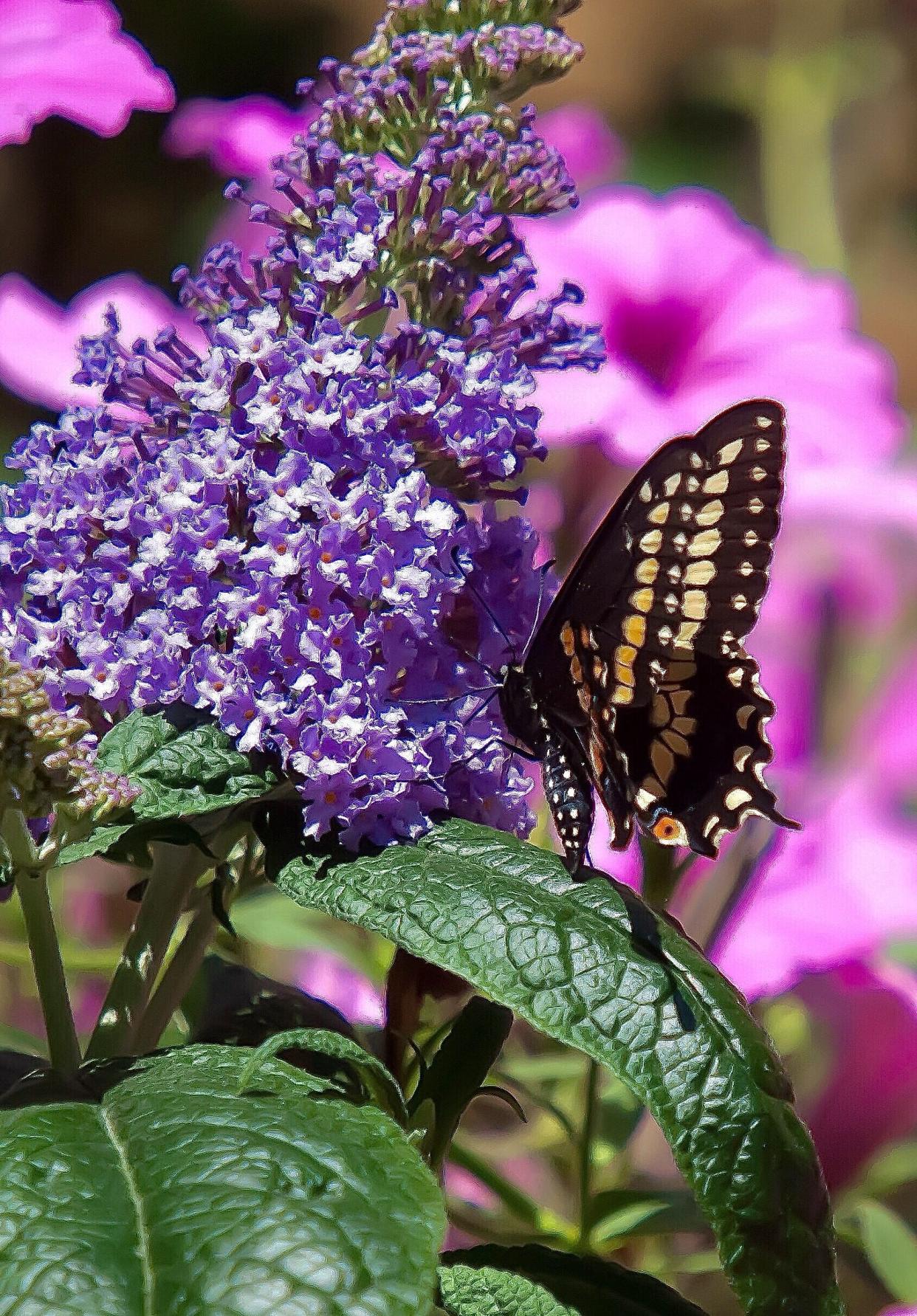 This black swallowtail finds Pugster® amethyst butterfly bush to be high on the menu.