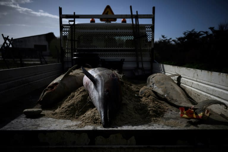 Des carcasses de dauphins emmenées par camion le 13 mars 2023 d'une plage du Bois-Plage-en-Ré, sur l'île de Ré, où a eu lieu un échouage massif (AFP - Philippe LOPEZ)