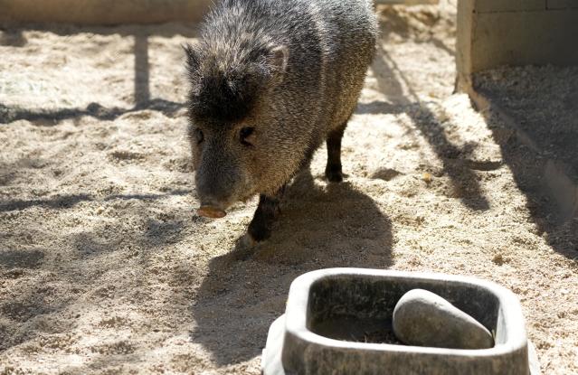 javelina bite wound