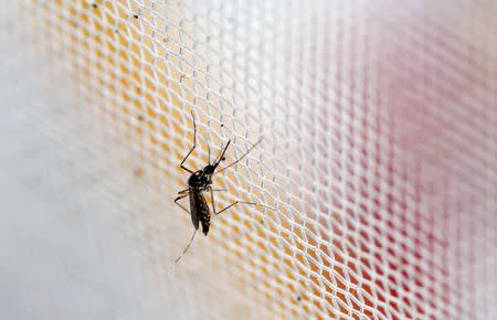 An aedes aegypti mosquitoes is seen in The Gorgas Memorial institute for Health Studies laboratory as they conduct a research on preventing the spread of the Zika virus and other mosquito-borne diseases in Panama City February 4, 2016. REUTERS/Carlos Jasso