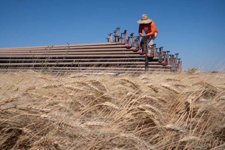 Manuel Zavaleta of SMT Farms removes broken sprinkler heads on May 31, 2022, east of Yuma.