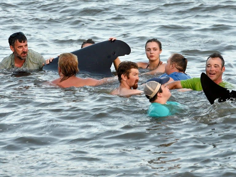 The camera panned to the water’s edge on St Simons Island’s East Beach in Georgia, where a row of short-finned pilot whales writhed, clicked and whistled as their shiny black bodies caught breaking waves in the late afternoon light on Tuesday.“They’re going to die if they don’t get help,” said a woman’s voice on the video.The woman, Dixie McCoy, who had her 2-year-old granddaughter in one arm and her phone in her other hand, recorded the scene on Facebook Live, capturing dozens of beachgoers and lifeguards surrounding the flailing pod of whales, shovelling water onto the animals with cupped hands.Some waded chest-deep into the water, Ms McCoy said, despite shouts of shark sightings from the shore, to heave the creatures back out to sea.“They were just so willing to help those poor whales,” she said. “It was a spectacular moment.”In all, nearly 50 whales swam into shallow waters and as many as six caught in the surf were pushed back successfully, according to a spokesman at the Georgia Wildlife Resources Division, part of the state’s Department of Natural Resources and one of the first organisations that arrived on the scene to help with the rescue.Three of the whales died, including one that had to be euthanised, he said.On Wednesday afternoon, harbour pilots located the pod of more than 40 whales in the Brunswick shipping channel. A group from the National Marine Mammal Foundation monitored the whales by boat.“We’re cautiously optimistic that the group dodged a bullet, and that they’re now on their way to deeper water,” said Clay George, a biologist for the Georgia Wildlife Resources Division.Crews had also flown a helicopter above the area, which is about 90 miles south of Savannah, and determined no other whales were stranded.Pilot whales are essentially large dolphins, and can grow to 24 feet in length and weigh 6,600 pounds.Speaking to reporters on Wednesday, Dr George said they were still investigating why the animals rushed to shore, an event he called “exceedingly rare in Georgia”.Dr George described the whales as “one to three-tonne dolphins”.“They’re so social that if one animal in the group gets injured or sick, all the other animals in the group can follow them great distances into shore,” he said, “and then they can strand.”Normally these creatures swim 100 miles offshore, he said, which means “something went wrong”, possibly days or weeks ago.In the necropsy, Dr George said researchers will be looking for ingested plastic, evidence of plastic netting or signs of an acoustic disturbance, like bombs or sonars, that could have caused one or more of the animals to swim towards land.“Tomorrow will be the beginning of a process that could go on for potentially weeks,” he said.Normally, added Dr George, he would not advise humans to intervene with pilot whales, but in this case, “it was the right thing to do”.Dr Erin Fougeres, who administers the marine mammal stranding program for the Fisheries division of the National Oceanic and Atmospheric Administration in the Southeast, said that “mass strandings of pilot whales aren’t entirely uncommon for us.”There have been about 23 mass strandings in southeastern states since 1991, mostly along the Gulf of Mexico, but never in Georgia, she said.“This event, so far, and fingers crossed, has had the best possible outcome,” she said. “We don’t often have happy endings.”New York Times