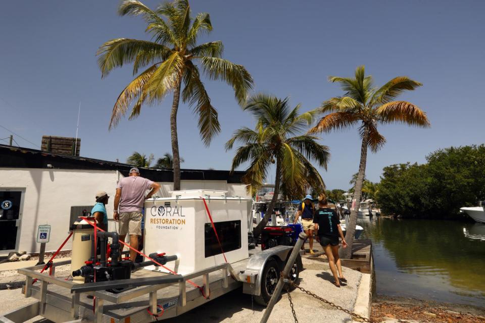 Members of the Coral Restoration Foundation load coral taken from the ocean nursery into the "coral bus"