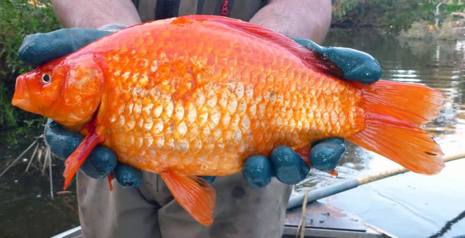 Enormous goldfish have started showing up in Australia's waterways. Source: Caters/Dr Stephen Beatty/Murdoch University