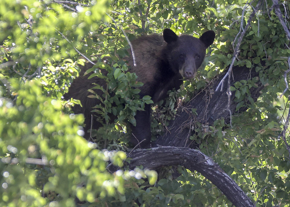 A black bear looks out from a tree on Wednesday, June 5, 2024, in Salt Lake City. The bear fell about 15 feet from the tree after wildlife officials tranquilized it but couldn’t get a bucket truck underneath it to catch it in time. The bear was expected to survive and be released back into the mountains. (Kristin Murphy/The Deseret News via AP)