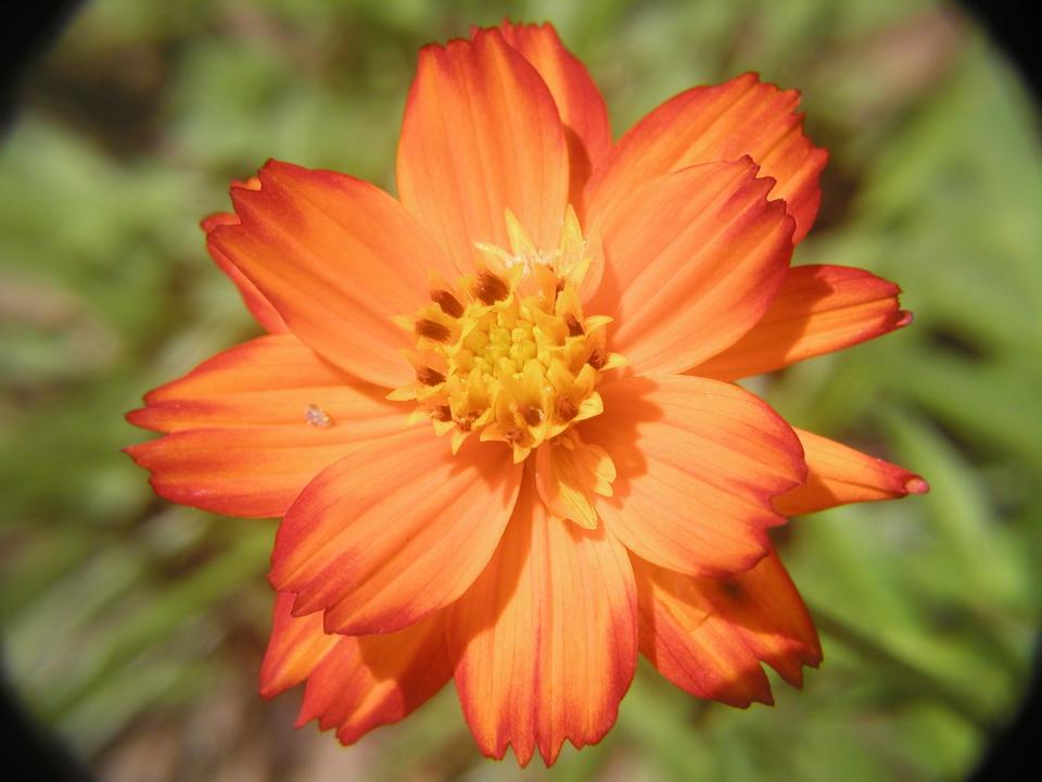 Plant cosmos in July to add color to a sunny spot.AL CAMERA