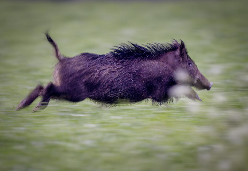 A wild boar runs through a field in Wehrheim, Germany, May 7, 2024. (AP Photo/Michael Probst, File)