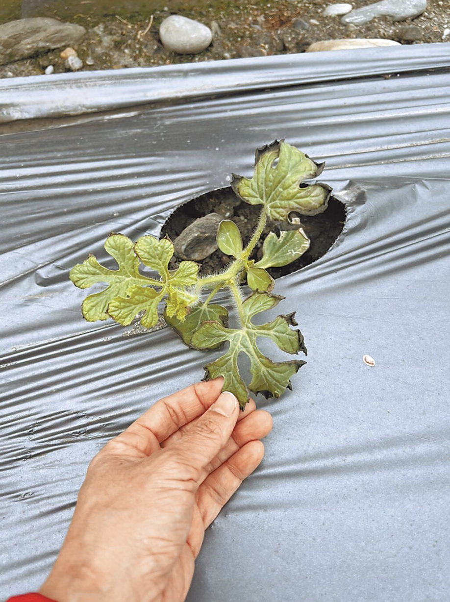 花蓮縣鳳林鎮、壽豐鄉西瓜植株遭凍傷，出現葉緣萎縮、葉緣及頂芽焦枯等癥狀。（花蓮縣政府提供／王志偉花蓮傳真）