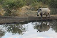 A rhinoceros walks to a watering hole in Edeni Game Reserve near Kruger National Park in South Africa.