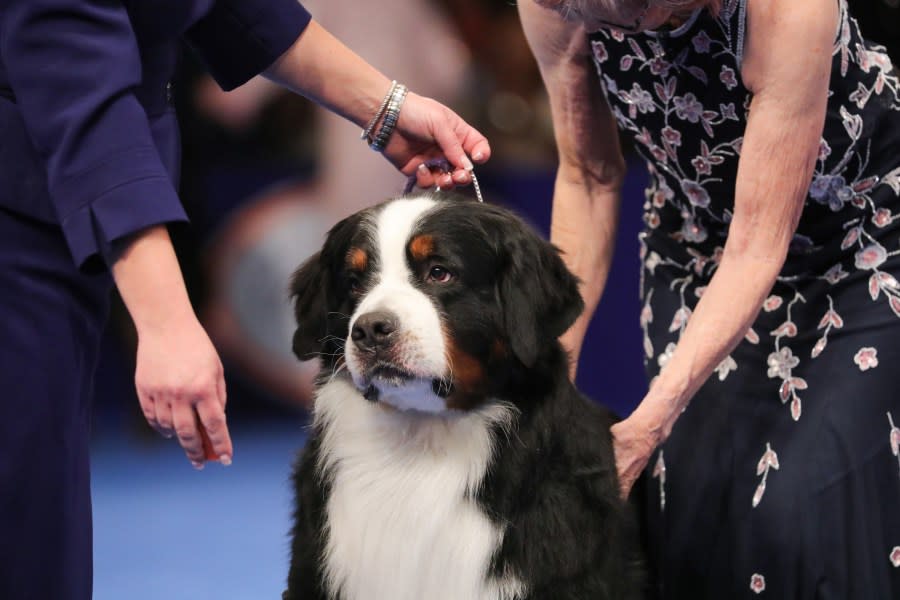 THE NATIONAL DOG SHOW PRESENTED BY PURINA -- 2023  -- Pictured: Bernese Mountain Dog -- (Photo by: Bill McCay/NBC)
