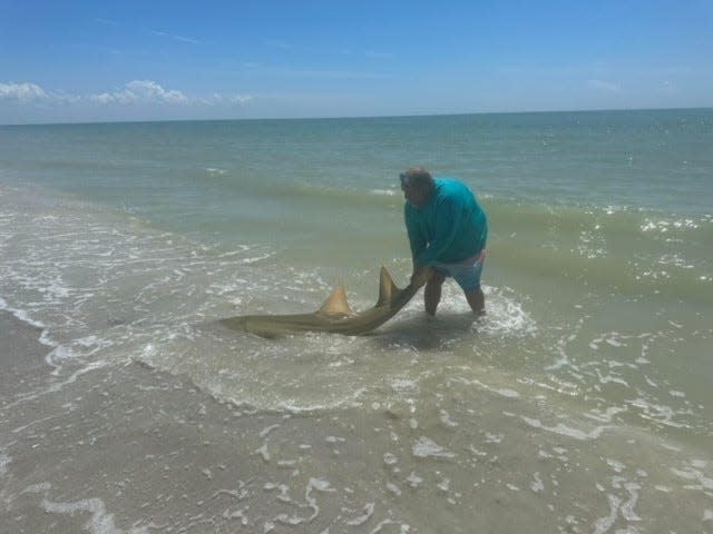 Kevin Butcher handles the smalltooth sawfish he caught on Sanibel Island on Saturday, Sept. 9, 2023. Here he is working on returning the fish to the Gulf of Mexico. Butcher admitted he was not aware of the type of fish he had hooked or that at the federal and state levels the smalltooth sawfish is listed as endangered. According to the Florida Fish and Wildlife Conservation Commission, when it comes to the smalltooth sawfish: do not pull it out of the water and do not try to handle it. Refrain from using ropes or restraining the animal in any way.