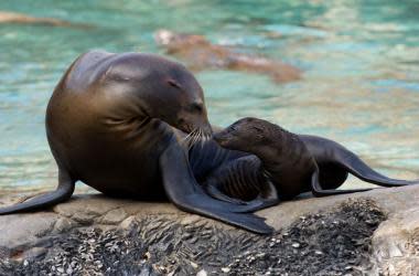 Two sea lions at SeaWorld in Orlando, Fla., pucker up on Valentine's Day.