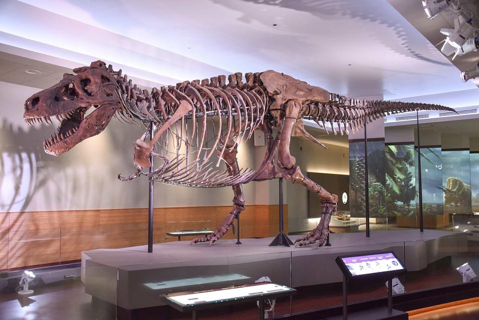 A new study from researchers at UC Berkeley pegs the total number of T. rex to ever roam Earth at 2.5 billion.