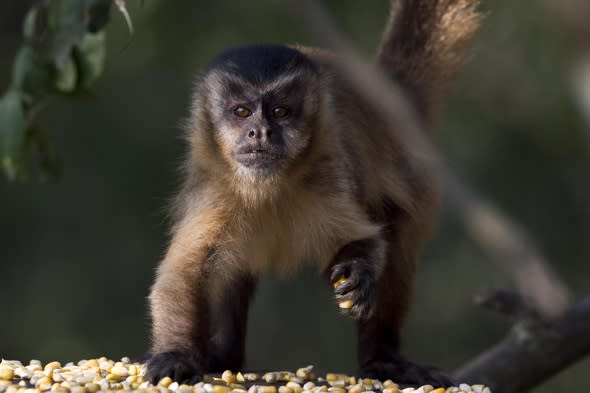 Capuchin monkeys escape Cumbria zoo