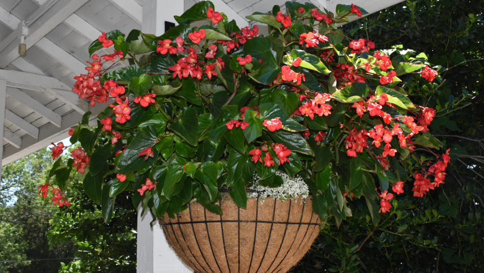 A hanging basket full of flowers