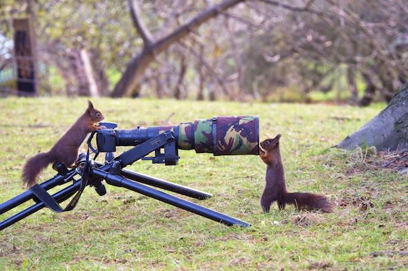 Undated handout photo issued by Peter Smith of a pair of red squirrels in Formby, Merseyside looking at a camera. PRESS ASSOCIATION Photo. Issue date: Wednesday February 5, 2014. Peter was taking pictures of red squirrels to add to his portfolio of wildlife shots. He left the camera for a couple of minutes before this pair moved in to have a look. See PA story ANIMALS Squirrels. Photo credit should read: Peter Smith/PA Wire  NOTE TO EDITORS: This handout photo may only be used in for editorial reporting purposes for the contemporaneous illustration of events, things or the people in the image or facts mentioned in the caption. Reuse of the picture may require further permission from the copyright holder.