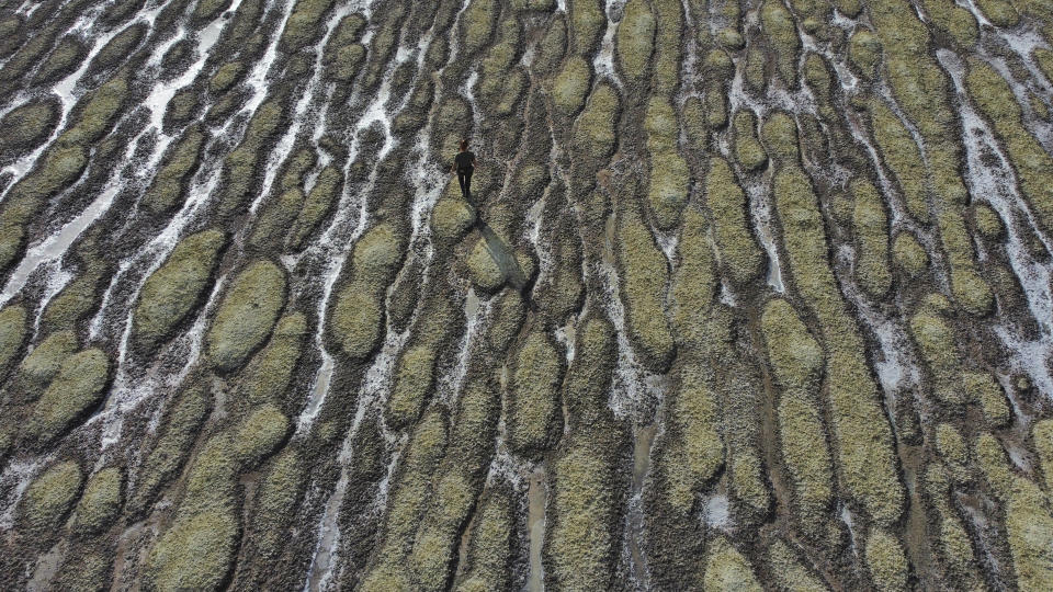 FILE - Angelic Lemmon, a park ranger for Utah's Department of Natural Resources, walks across reef-like structures called microbialites, exposed by receding waters at the Great Salt Lake, on Sept. 28, 2022, near Salt Lake City. Federal officials will more closely monitor the environmental, economic and health impacts of shrinking lakes throughout the drought-stricken West after President Joe Biden on Tuesday, Dec. 27, 2022, signed a law passed through Congress that creates and funds monitoring efforts into lakes including Utah's Great Salt Lake, California's Mono Lake and Oregon's Lake Albert. (AP Photo/Rick Bowmer, File)