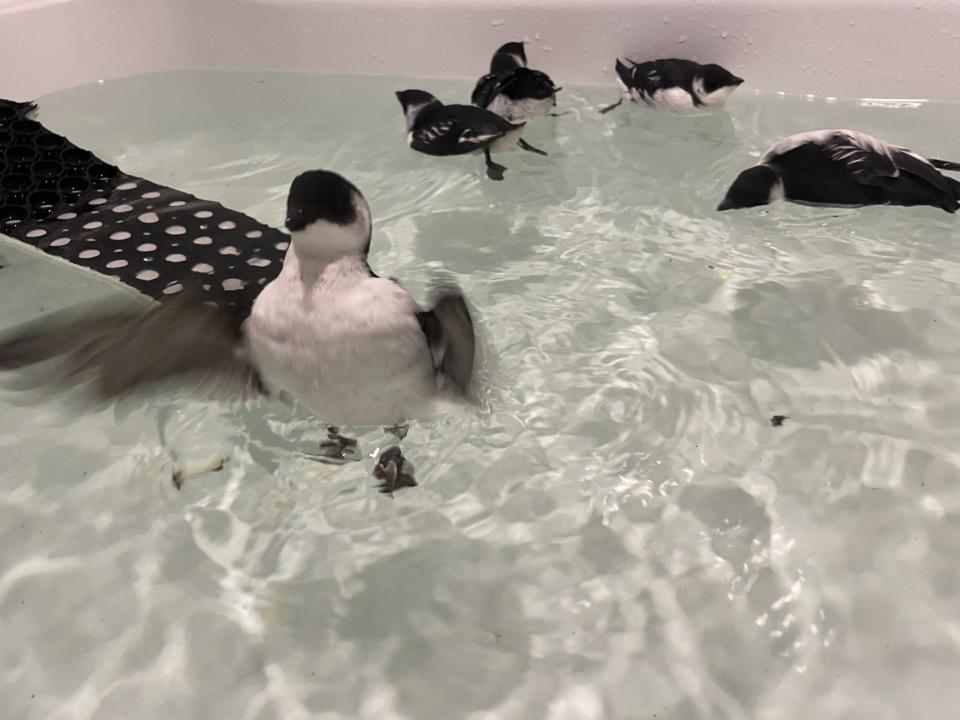 The Center for Wildlife in Cape Neddick, Maine, welcomed most unusual guests, following the high winds and pouring rain on Dec. 18, 2023: dovekies, which rarely, if ever, make appearances on dry land.