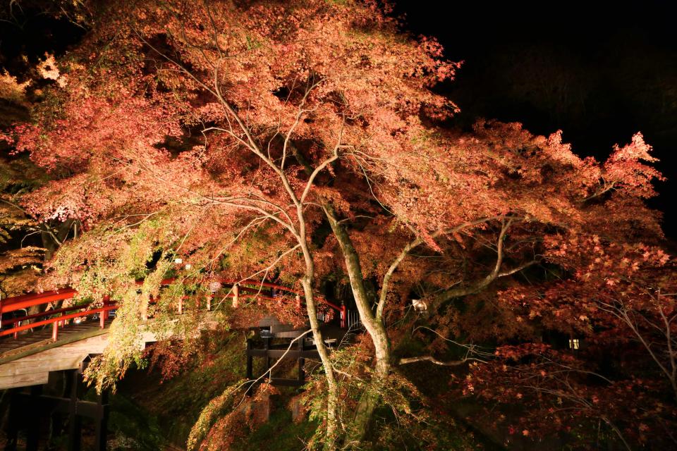 河鹿橋的夜間點燈紅葉美景。