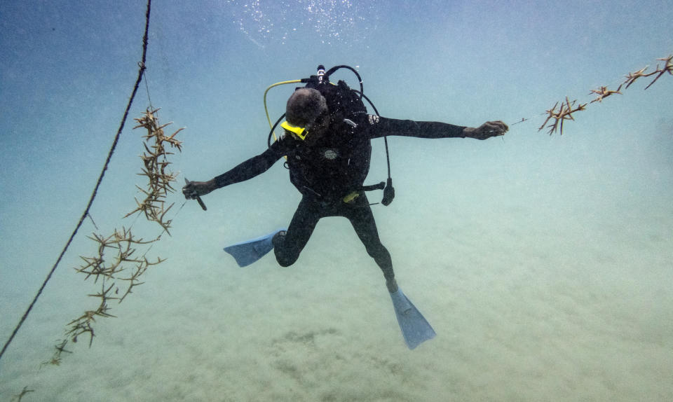 Diver Everton Simpson reaches to tie lines of staghorn coral growing at a coral nursery inside the White River Fish Sanctuary Monday, Feb. 11, 2019, in Ocho Rios, Jamaica. Simpson kicks up some sand as he harvests some of the precious crop to be transplanted in a protected area. The current propels him back and forth, making the delicate process seem akin to trying to thread a needle on a roller coaster. (AP Photo/David J. Phillip)