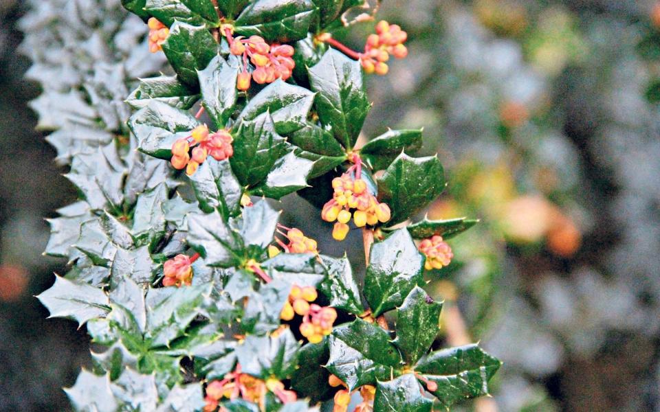 Berberis lologensis 'Mystery Fire' - Plant Heritage