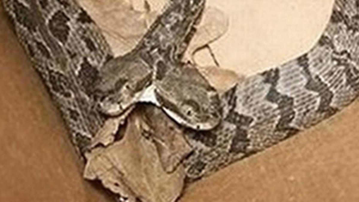 Two-headed rattlesnake found in New Jersey