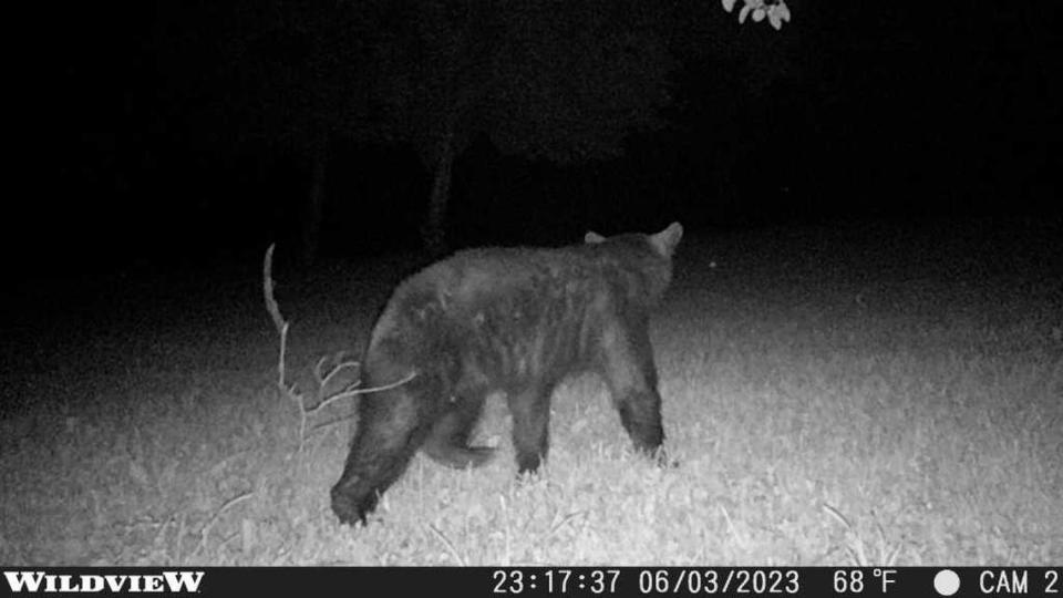 A black bear was captured on a trail camera in Pleasant Hill, Missouri.