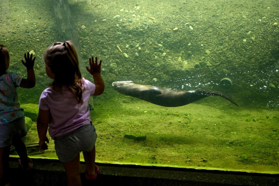 Two-year-old twin sisters Ariyah and Raelynn French check out the otters on Friday, July 1, 2022, at the the Potter Park Zoo in Lansing.