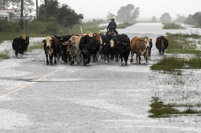 Jim Dunagan moves his cattle to higher ground as remnants of Tropical Depression Imelda flood parts of Southeast Texas, Sept. 19, 2019, near Nome, Texas. (Photo: Jon Shapley/Houston Chronicle via AP)